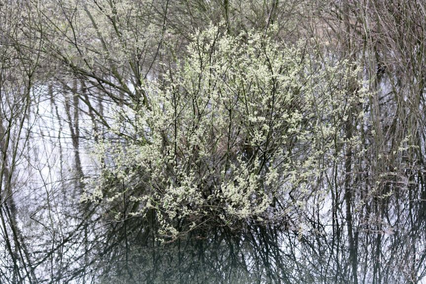 omaggio a Monet